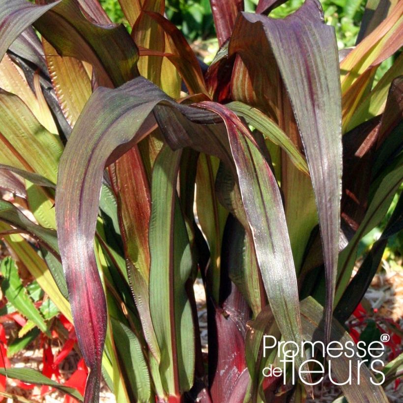 Saccharum officinarum violaceum - Zuckerrohr (Laub)