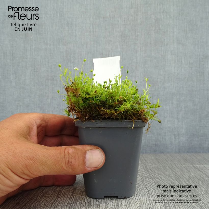 Exemplar von Sagina subulata Aurea - Pfriemblättriges Mastkraut Kleine Töpfe von 8/9 cm wie im Sommer geliefert