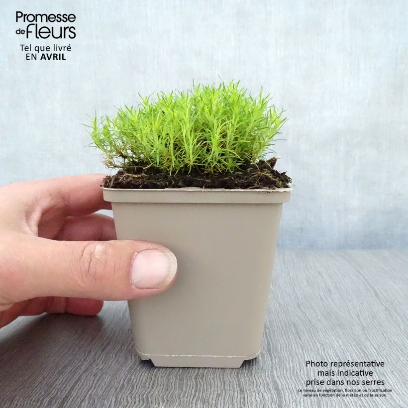 Exemplar von Sagina subulata Aurea - Pfriemblättriges Mastkraut Kleine Töpfe von 8/9 cm wie im Frühjahr geliefert