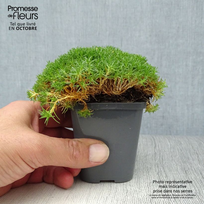 Exemplar von Sagina subulata Pine Green - Pfriemblättriges Mastkraut Kleine Töpfe von 8/9 cm wie im Herbst geliefert