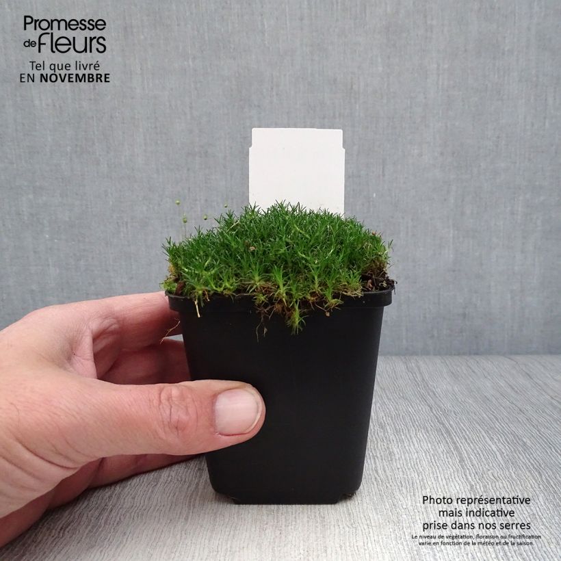 Exemplar von Sagina subulata - Pfriemblättriges Mastkraut Kleine Töpfe von 8/9 cm wie im Herbst geliefert