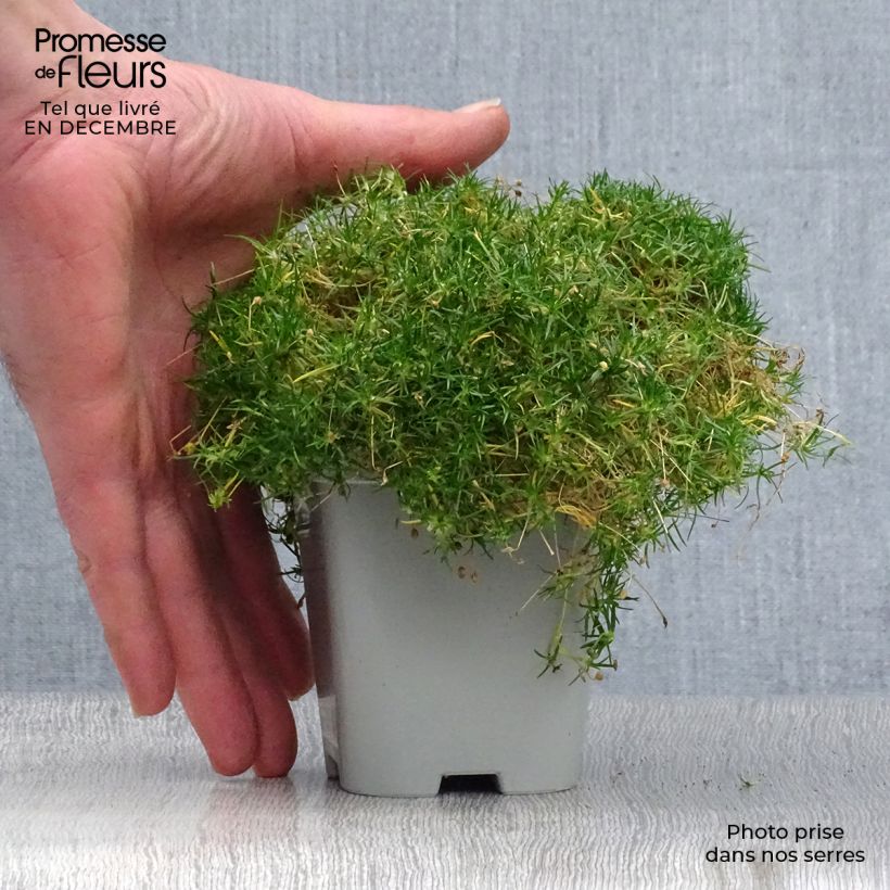 Exemplar von Sagina subulata - Pfriemblättriges Mastkraut Kleine Töpfe von 8/9 cm wie im Winter geliefert