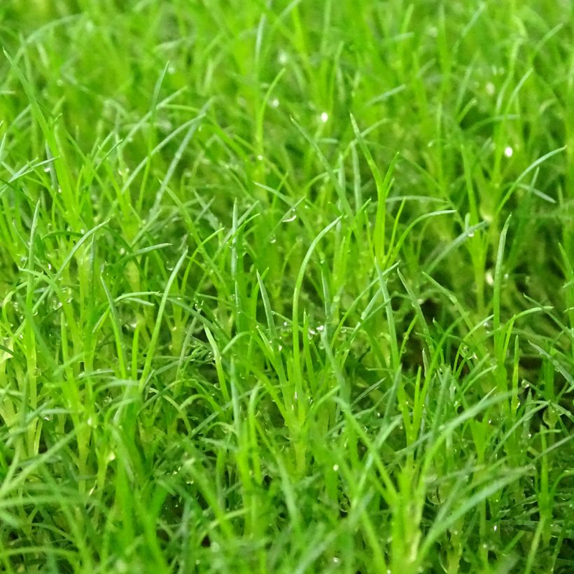 Sagina subulata Scottish Moss - Pfriemblättriges Mastkraut (Laub)