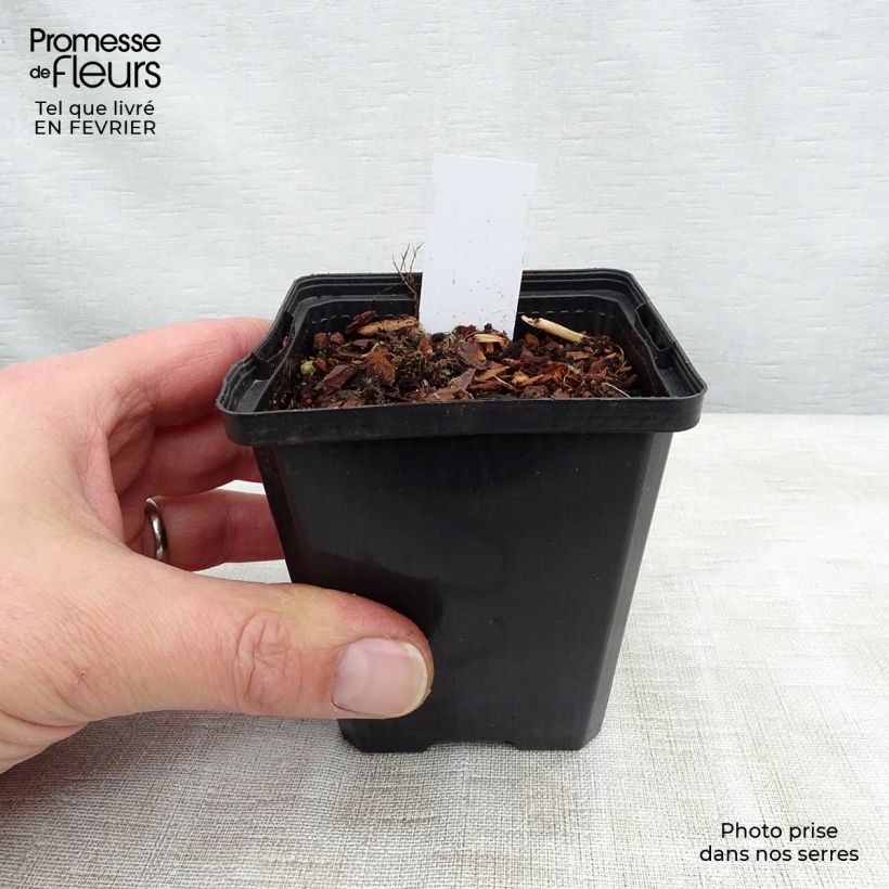 Exemplar von Sagittaria sagittifolia Flore Pleno - Gewöhnliches Pfeilkraut Kleine Töpfe von 8/9 cm wie im Winter geliefert