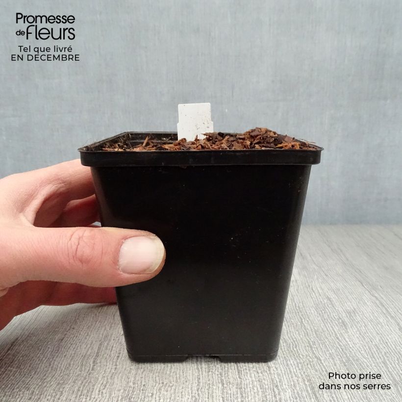 Exemplar von Sagittaria sagittifolia - Gewöhnliches Pfeilkraut Kleine Töpfe von 8/9 cm wie im Winter geliefert