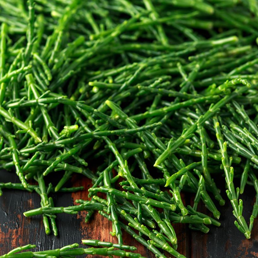 Gemeiner Queller - Salicornia europaea (Ernte)