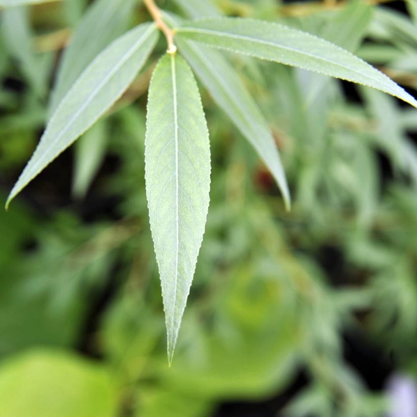 Silber-Weide Chermesina - Salix alba (Laub)