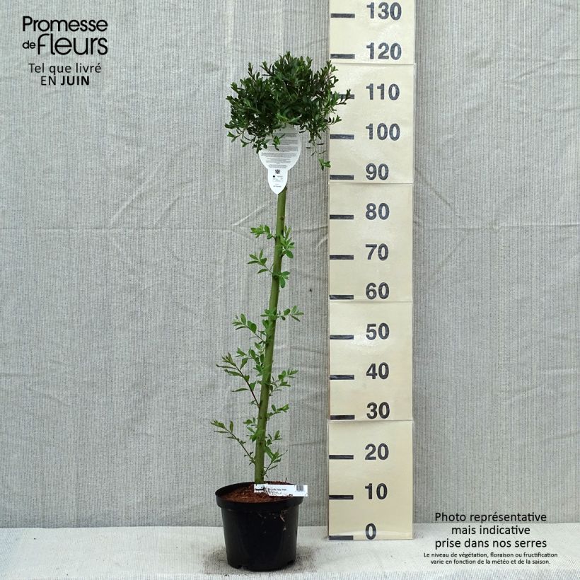 Exemplar von Arktische Weide Yalta - Salix arctica Topf mit 4L/5L, Stamm wie im Frühjahr geliefert
