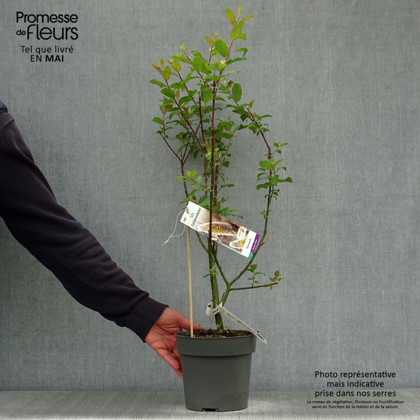 Exemplar von Sal-Weide Gold-Bienenkätzchen - Salix caprea Topf mit 3L/4L wie im Frühjahr geliefert