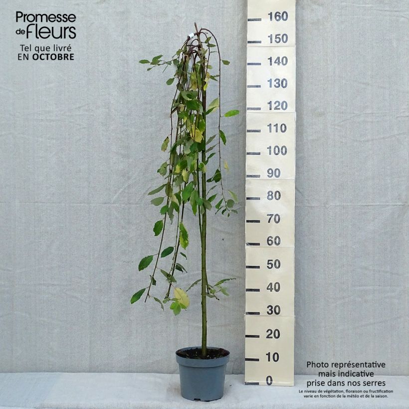 Exemplar von Sal-Weide Kilmarnock - Salix caprea Topf mit 4L/5L wie im Herbst geliefert
