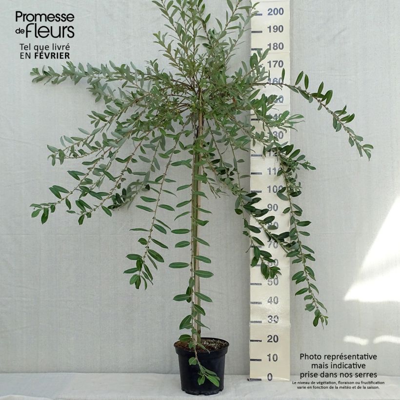 Exemplar von Rosa Riesen-Salweide Mount Aso - Salix gracilistyla Topf mit 6L/7L wie im Herbst geliefert