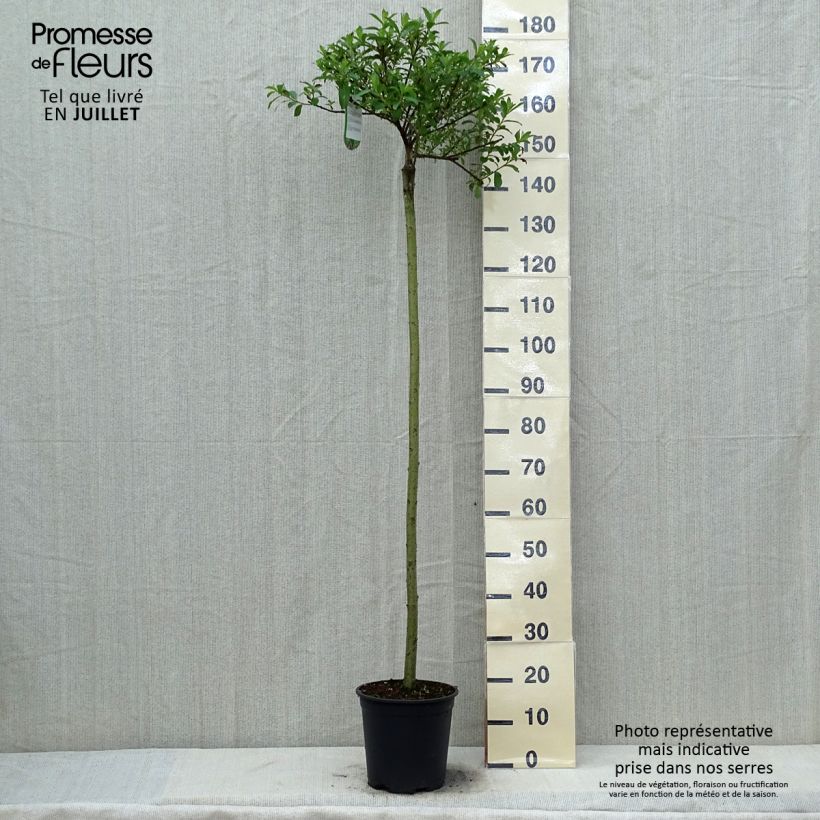 Exemplar von Rosa Riesen-Salweide Mount Aso - Salix gracilistyla Topf mit 6L/7L, Stamm wie im Sommer geliefert