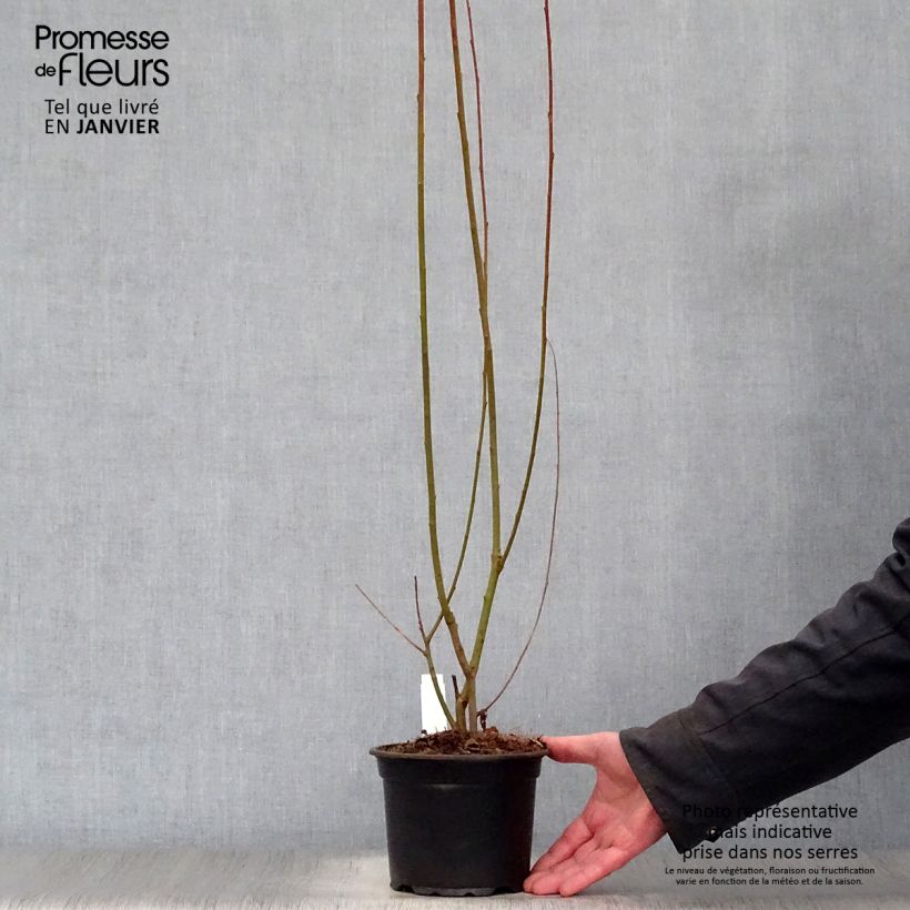 Exemplar von Aschgraue Weide - Salix cinerea Topf mit 2L/3L wie im Winter geliefert