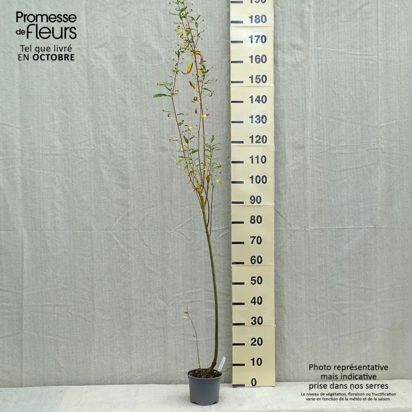 Exemplar von Aschgraue Weide - Salix cinerea Topf mit 2L/3L wie im Herbst geliefert