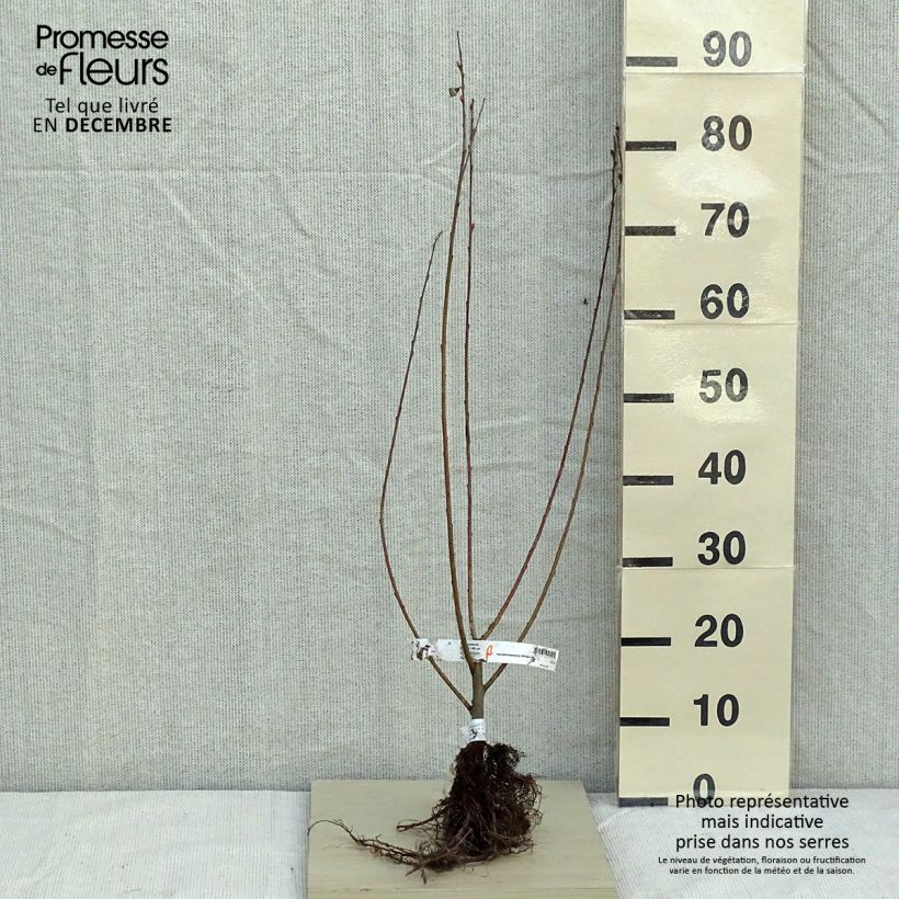 Exemplar von Aschgraue Weide - Salix cinerea Wurzelnackt wie im Winter geliefert
