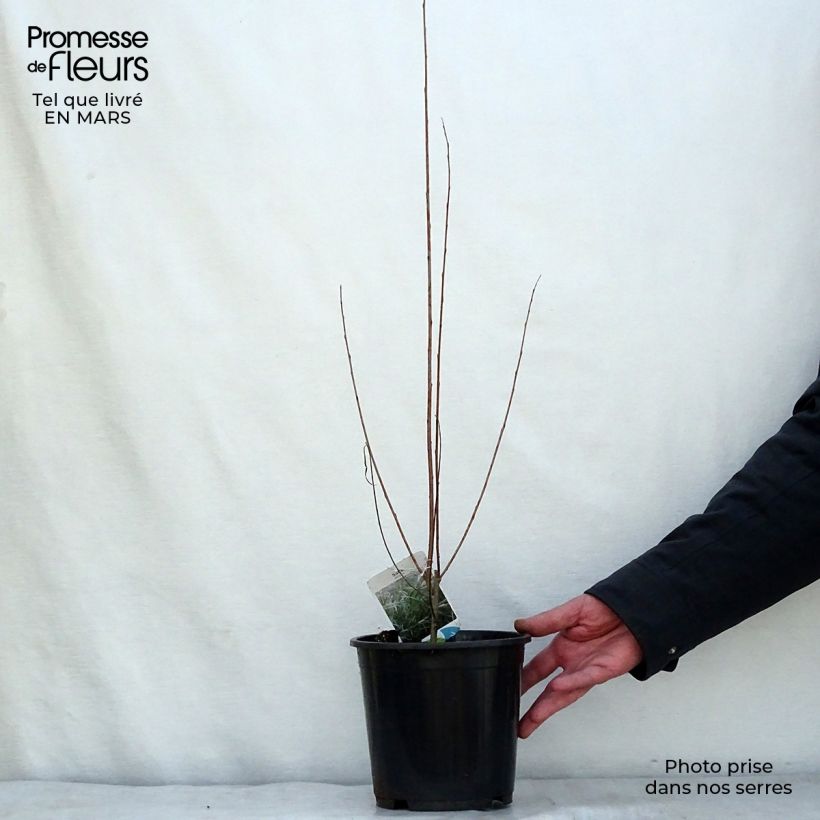 Exemplar von Koyoten-Weide - Salix exigua Topf mit 3L/4L wie im Winter geliefert