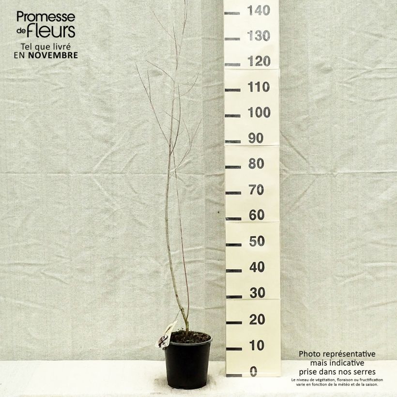 Exemplar von Koyoten-Weide - Salix exigua Topf mit 3L/4L wie im Herbst geliefert