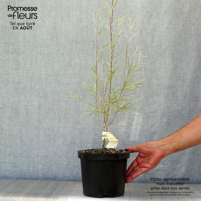 Exemplar von Koyoten-Weide - Salix exigua Topf mit 3L/4L wie im Sommer geliefert