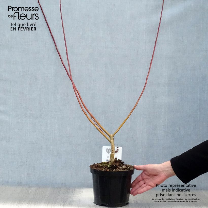 Exemplar von Drachenweide Sekka - Salix sachalinensis Topf mit 3L/4L wie im Winter geliefert