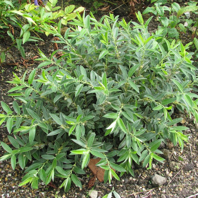 Zwerg-Zierweide - Salix subopposita (Hafen)
