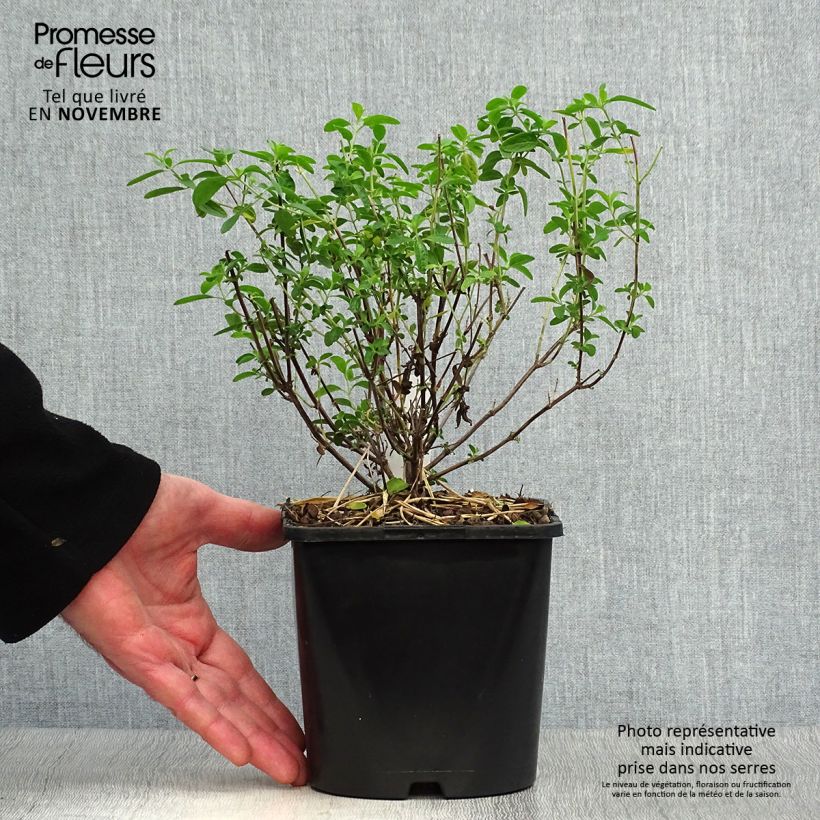 Exemplar von Salvia Delice Feline - Ziersalbei Topf mit 2L/3L wie im Herbst geliefert