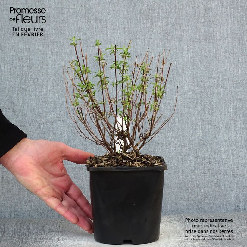 Exemplar von Salvia Delice Feline - Ziersalbei Topf mit 2L/3L wie im Winter geliefert