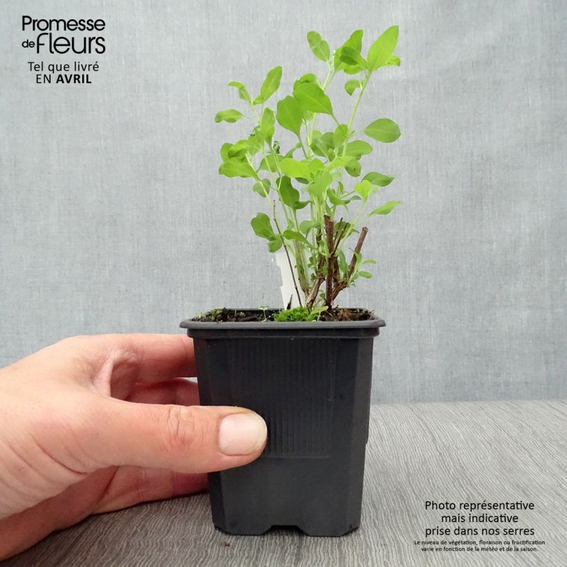 Exemplar von Salvia Dyson's Joy - Ziersalbei Kleine Töpfe von 8/9 cm wie im Frühjahr geliefert