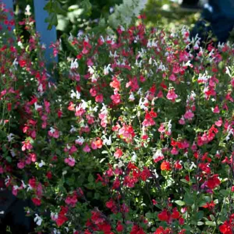 Salvia microphylla grahamii Hot Lips (Hafen)