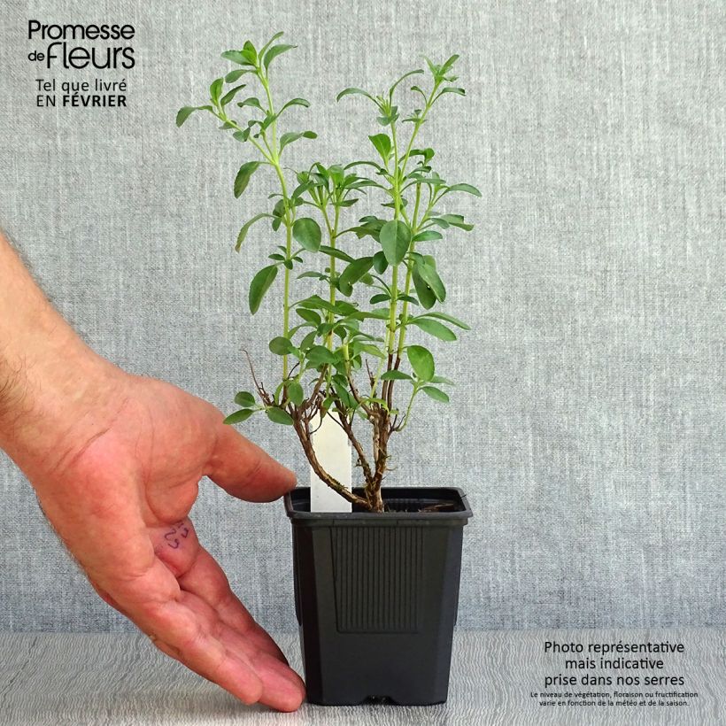 Exemplar von Salvia Papajan - Ziersalbei Kleine Töpfe von 8/9 cm wie im Herbst geliefert