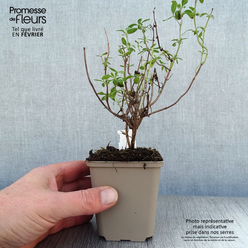 Exemplar von Salvia Papajan - Ziersalbei Kleine Töpfe von 8/9 cm wie im Winter geliefert