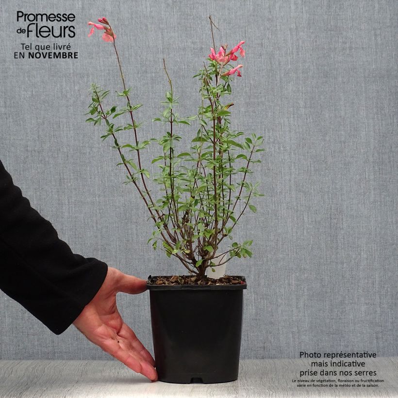 Exemplar von Salvia Papajan - Ziersalbei Topf mit 2L/3L wie im Herbst geliefert