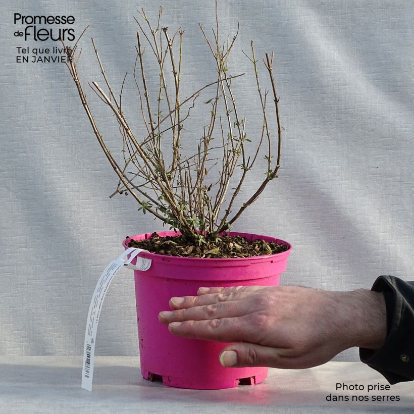 Exemplar von Salvia greggii Icing Sugar - Strauchiger Salbei Topf mit 2L/3L wie im Winter geliefert