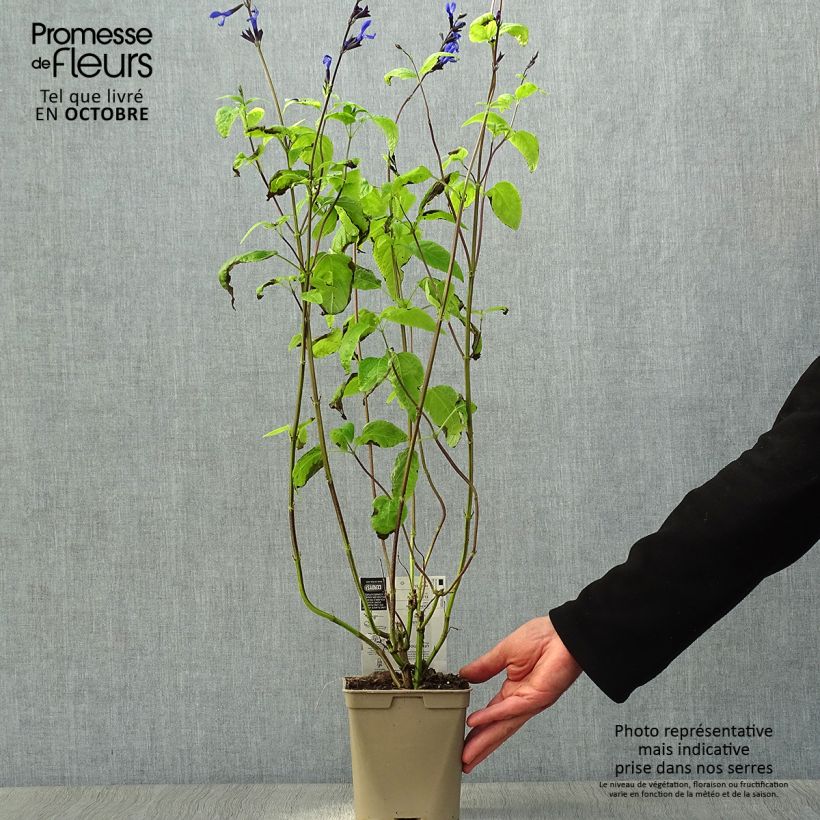 Exemplar von Salvia guaranitica Black and Blue - Guarani-Salbei Topf mit 2L/3L wie im Herbst geliefert