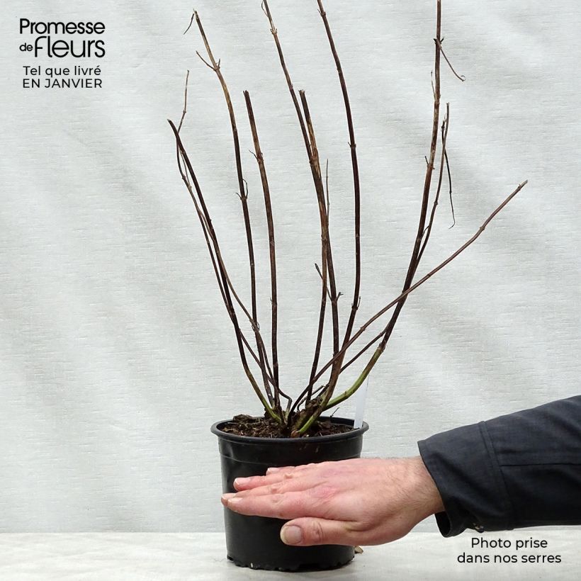 Exemplar von Salvia guaranitica Black and Blue - Guarani-Salbei Topf mit 2L/3L wie im Winter geliefert