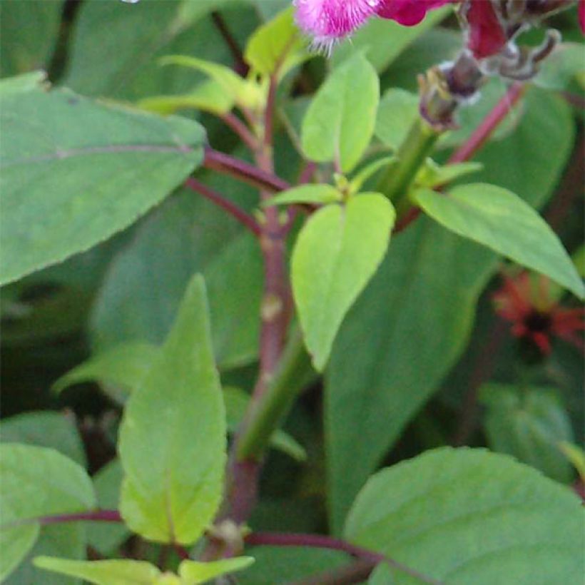 Salvia involucrata Bethelii - Pfingstrosen-Salbei (Laub)