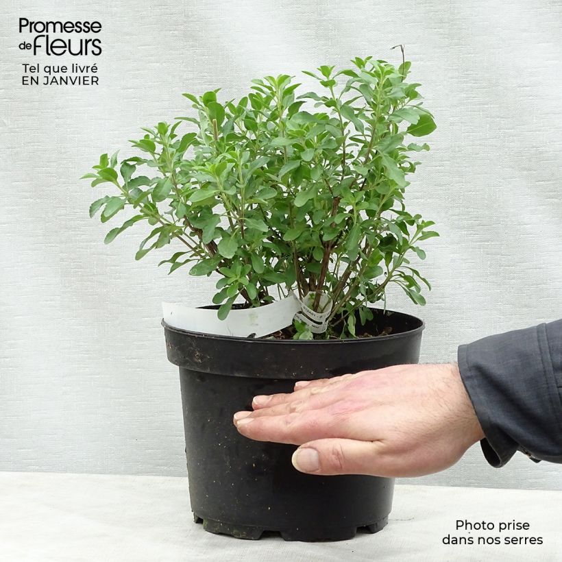 Exemplar von Salvia jamensis Flammenn Topf mit 2L/3L wie im Winter geliefert