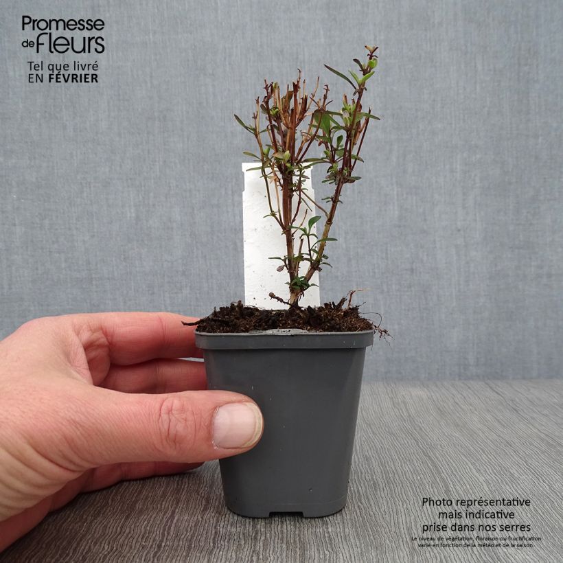 Exemplar von Salvia jamensis Violette de Loire Kleine Töpfe von 7/8 cm wie im Winter geliefert