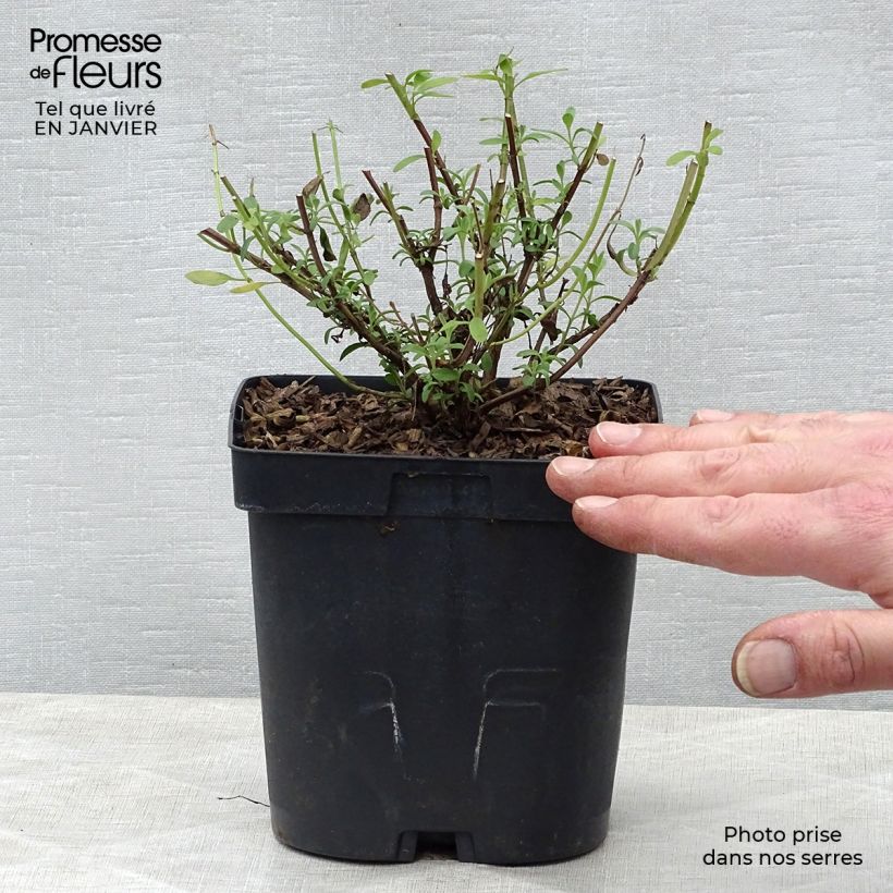 Exemplar von Salvia jamensis Violette de Loire Topf mit 2L/3L wie im Winter geliefert