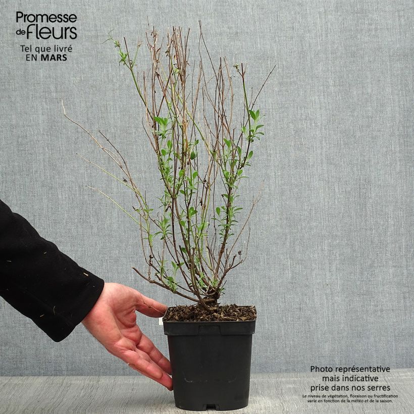 Exemplar von Salvia jamensis Violette de Loire Topf mit 2L/3L wie im Frühjahr geliefert