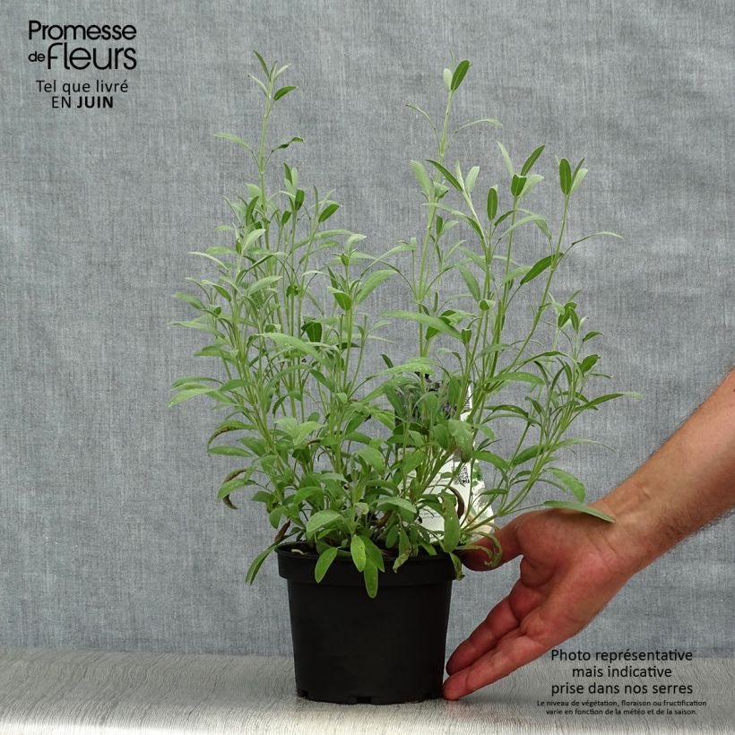 Exemplar von Lavendelblättriger Salbei - Salvia lavandulifolia Topf mit 1,5L/2L wie im Sommer geliefert