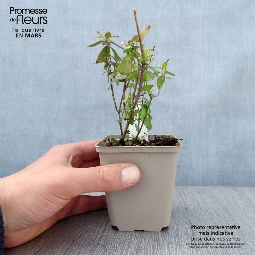 Exemplar von Salvia microphylla Delice Aquamarine Kleine Töpfe von 8/9 cm wie im Frühjahr geliefert