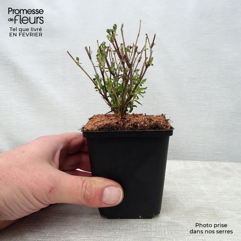 Exemplar von Salvia microphylla Little Kiss Kleine Töpfe von 8/9 cm wie im Winter geliefert