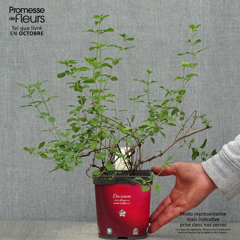 Exemplar von Salvia microphylla Royal Bumble Topf mit 2L/3L wie im Herbst geliefert