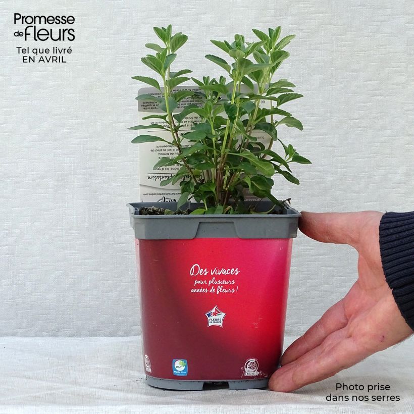 Exemplar von Salvia microphylla Royal Bumble Topf mit 2L/3L wie im Frühjahr geliefert