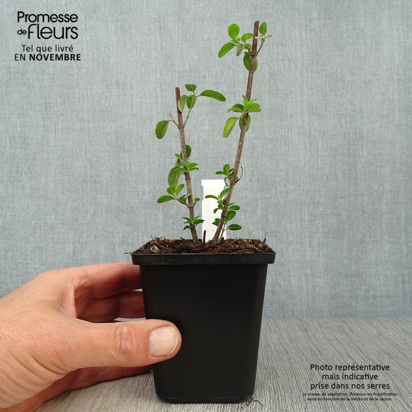 Exemplar von Salvia microphylla Royal Bumble Kleine Töpfe von 8/9 cm wie im Herbst geliefert