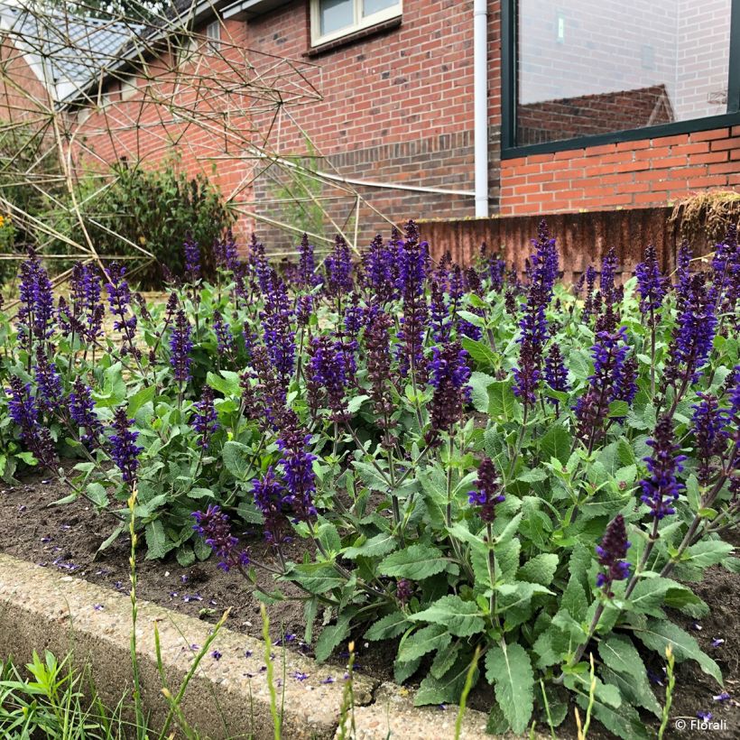 Salvia nemorosa Bazuin Dark Night - Steppen-Salbei (Hafen)