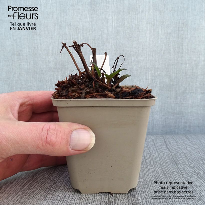 Exemplar von Salvia nemorosa Blue Marvel - Steppen-Salbei Kleine Töpfe von 8/9 cm wie im Winter geliefert