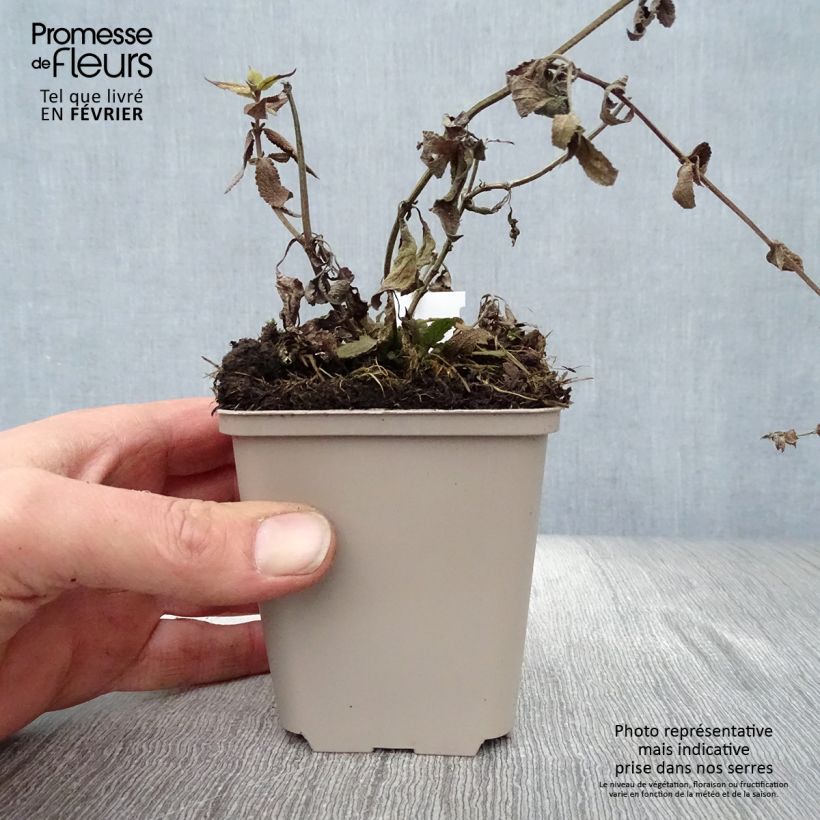 Exemplar von Salvia nemorosa Lubecca - Steppen-Salbei Kleine Töpfe von 8/9 cm wie im Winter geliefert