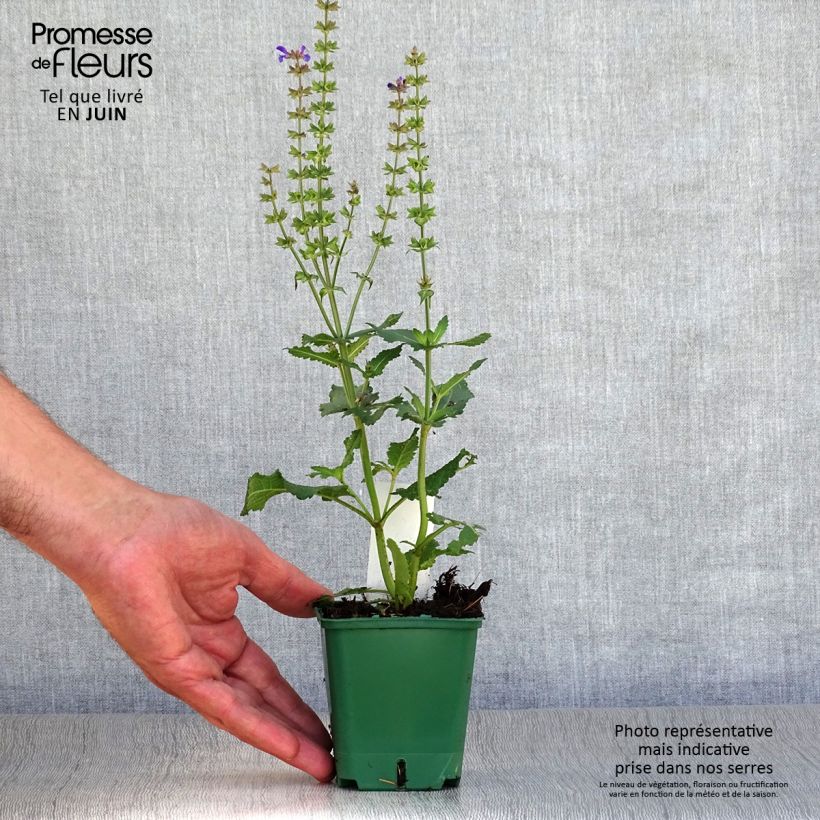 Exemplar von Salvia nemorosa Mainacht - Steppen-Salbei Kleine Töpfe von 8/9 cm wie im Sommer geliefert