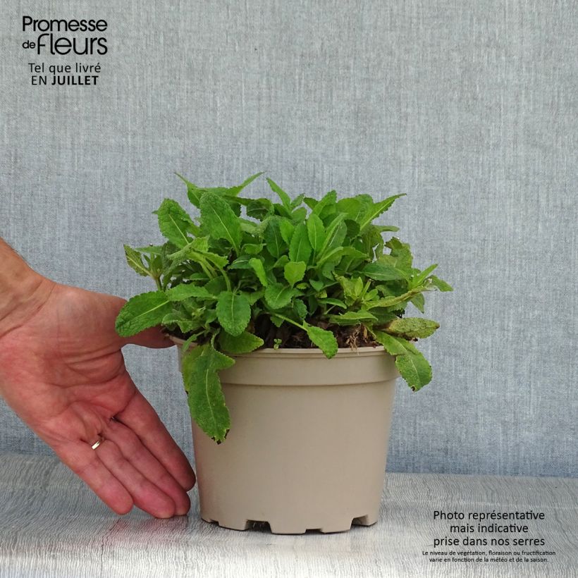 Exemplar von Salvia nemorosa Mainacht - Steppen-Salbei Topf mit 2L/3L wie im Sommer geliefert